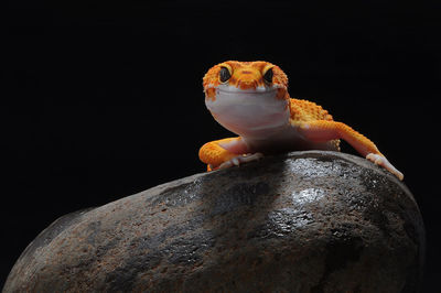 Close-up of lizard on rock against black background