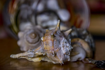 Close-up of lizard on table