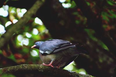 Bird perching on white background