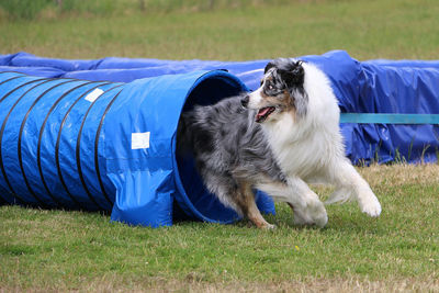 Dog on field