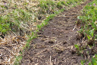 Close-up of lizard on field
