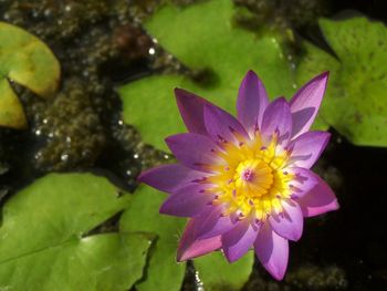 Close-up of purple lotus water lily