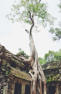 Low angle view of a temple