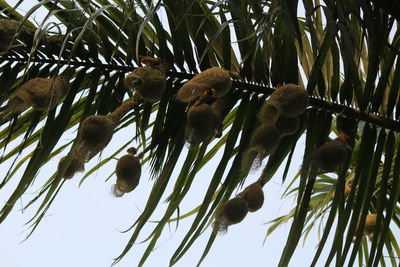 Low angle view of bird perching on plant