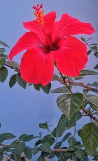 Close-up of red hibiscus blooming against sky