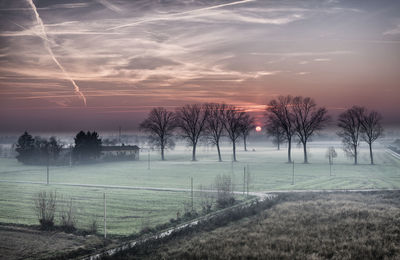 Trees on field against sky during sunset