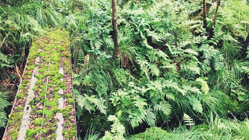 Plants growing in forest