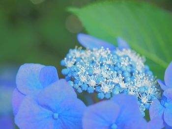 Close-up of blue hydrangea flower