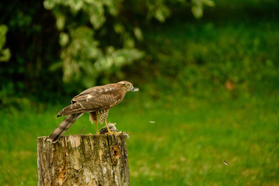 Bird perching on wooden post