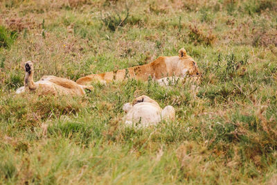 Lioness and cub on a field