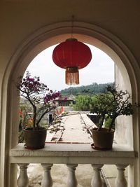 Potted plants on window