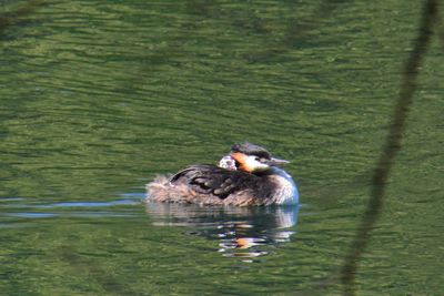 Duck swimming on lake