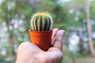 Close-up of hand holding potted plant