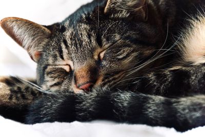 Close-up of cat sleeping