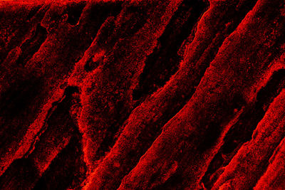 Full frame shot of red leaf