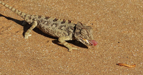 Chameleon feeding on insects