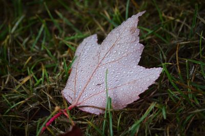 Close-up of dry leaves on field