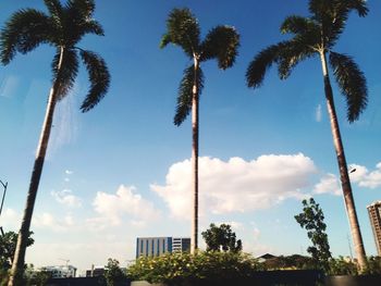 Low angle view of palm trees against blue sky