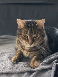 Close-up portrait of a cat resting