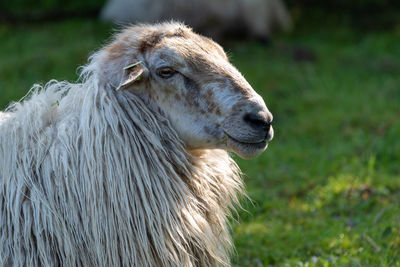 Close-up of a sheep on field