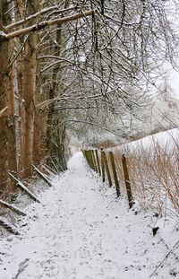 Footpath along trees
