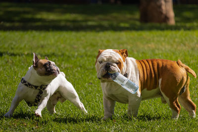 Two dogs playing in the park.