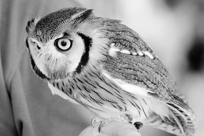 Close-up of owl