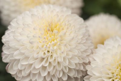Close-up of white daisy flower