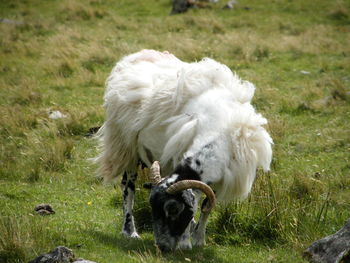 Close-up of dog on field