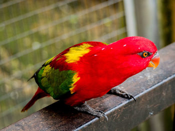 Close-up of parrot perching on wooden plank