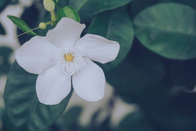 Close-up of flower blooming outdoors