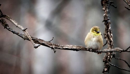 Close-up of bird perching on branch