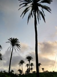 Low angle view of palm trees against sky