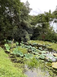 Water lily in lake