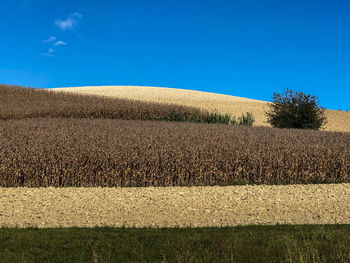 Scenic view of field against clear blue sky