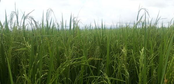 Close-up of crops growing on field against sky