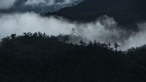 Panoramic view of forest against sky