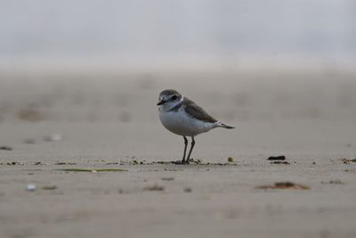 Close-up of bird on beach