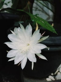 Close-up of flower blooming outdoors