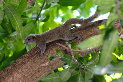 Close-up of squirrel on tree