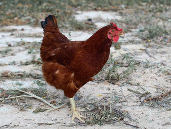 Close-up of a bird on field