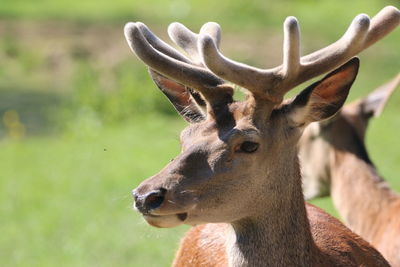 Close-up of deer