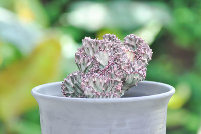 Close-up of white flower pot