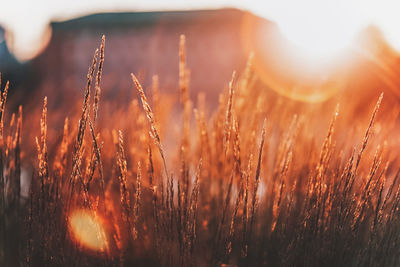 Close-up of stalks in field against bright sun