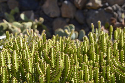 Close-up of cactus