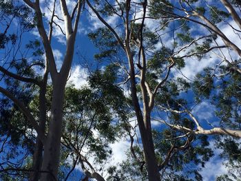 Low angle view of trees against sky