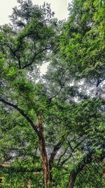 Trees growing in forest