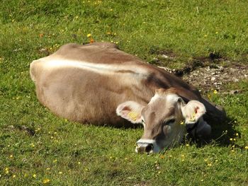 High angle view of cow on grassy field