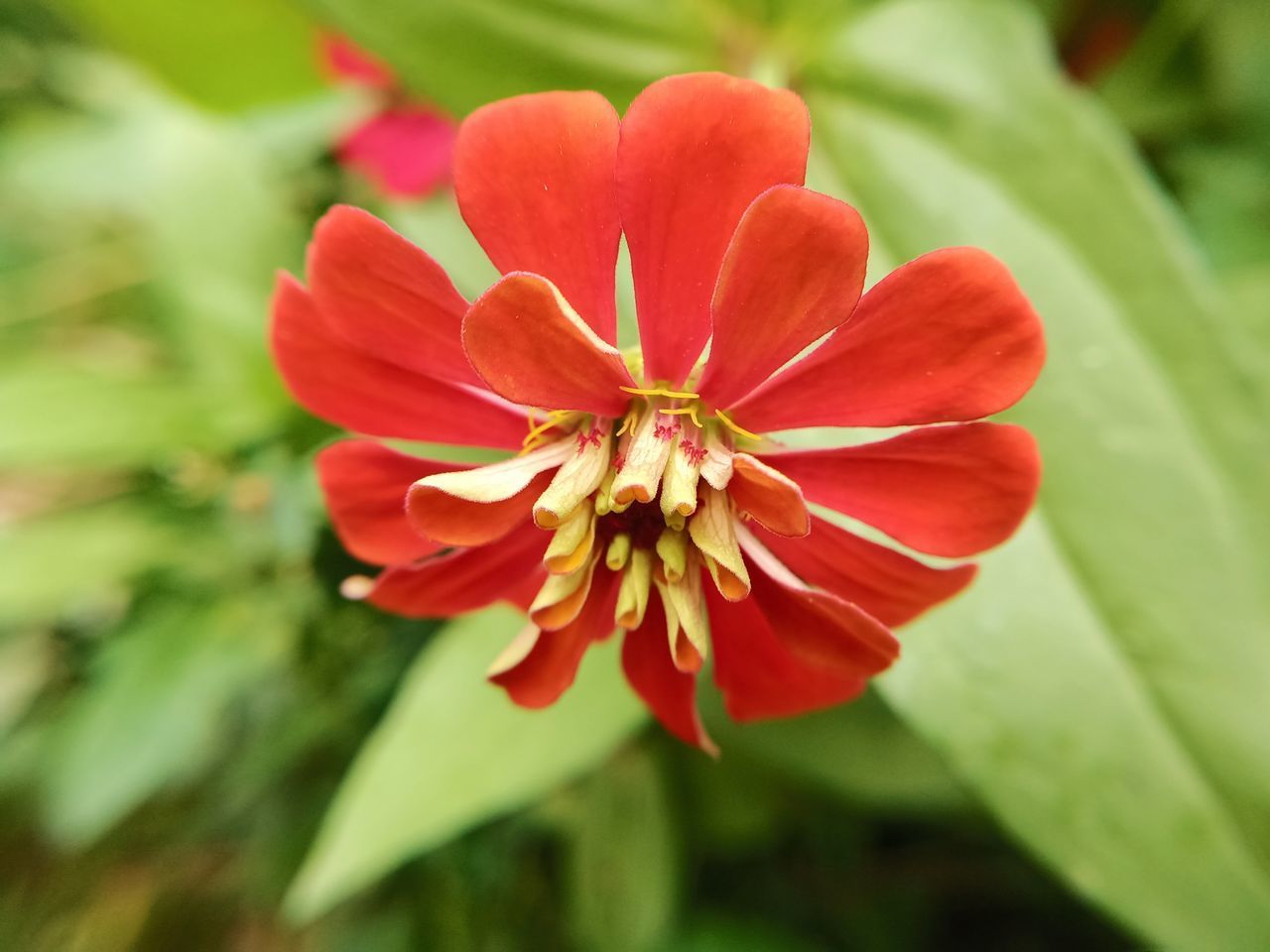 CLOSE-UP OF RED FLOWER AGAINST BLURRED BACKGROUND