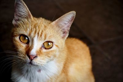 Close-up portrait of cat glaring to the camera 